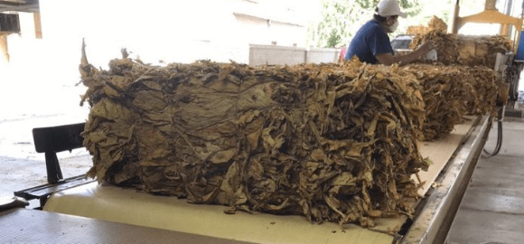 Habilitan cupo de exportación a tabacalera de EE.UU. que había despedido&nbsp;personal